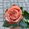 Букет из 25 коралловых роз «Персиковый огонь» (Нина, 60 см)