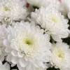 Букет «Белый иней» из 9 белых кустовых хризантем