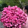 Букет из 51 кустовой розы «Малиновый купол кустовых роз» (70 см)