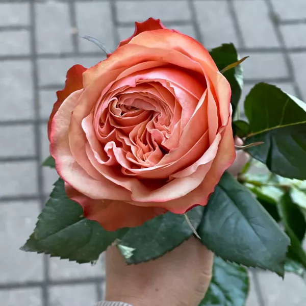 Коралловая роза сорта Нина крупным планом с густомахровыми лепестками и зелеными листьями