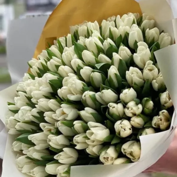 Монобукет из 101 белого тюльпана с закрытыми бутонами в золотисто-белой упаковке