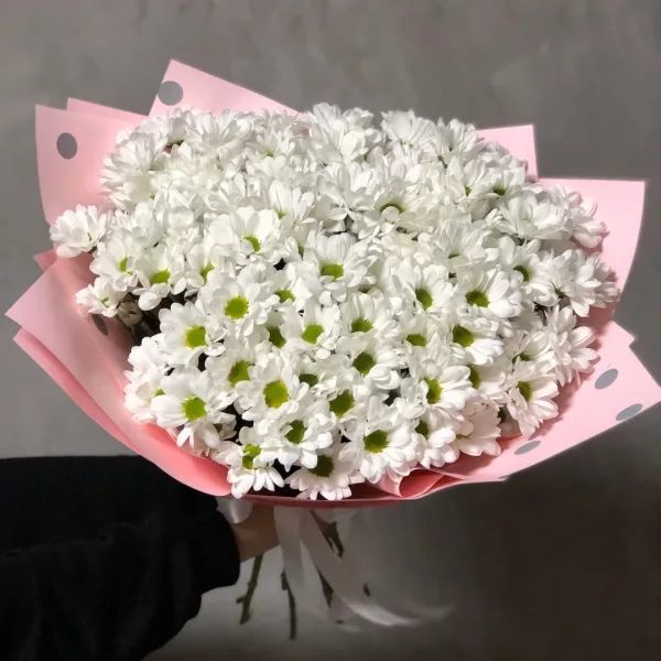 Пышный букет из белых кустовых хризантем с зелёными сердцевинами в розовой упаковке