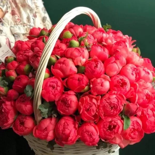 Корзина из 101 кораллового пиона с плотными бутонами в плетёной корзине светлых тонов