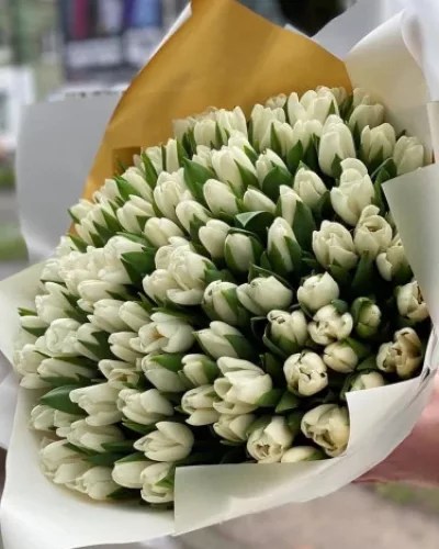 Монобукет из 101 белого тюльпана с закрытыми бутонами в золотисто-белой упаковке