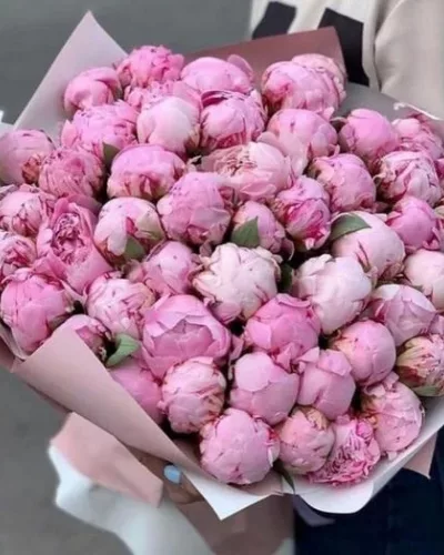 Монобукет из 51 розового пиона с плотными бутонами в светлой упаковке