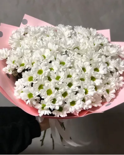 Пышный букет из белых кустовых хризантем с зелёными сердцевинами в розовой упаковке
