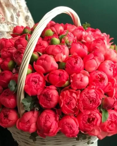Корзина из 101 кораллового пиона с плотными бутонами в плетёной корзине светлых тонов