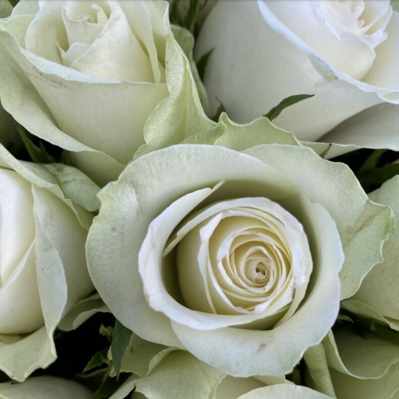 Букет 101 белая роза Кения