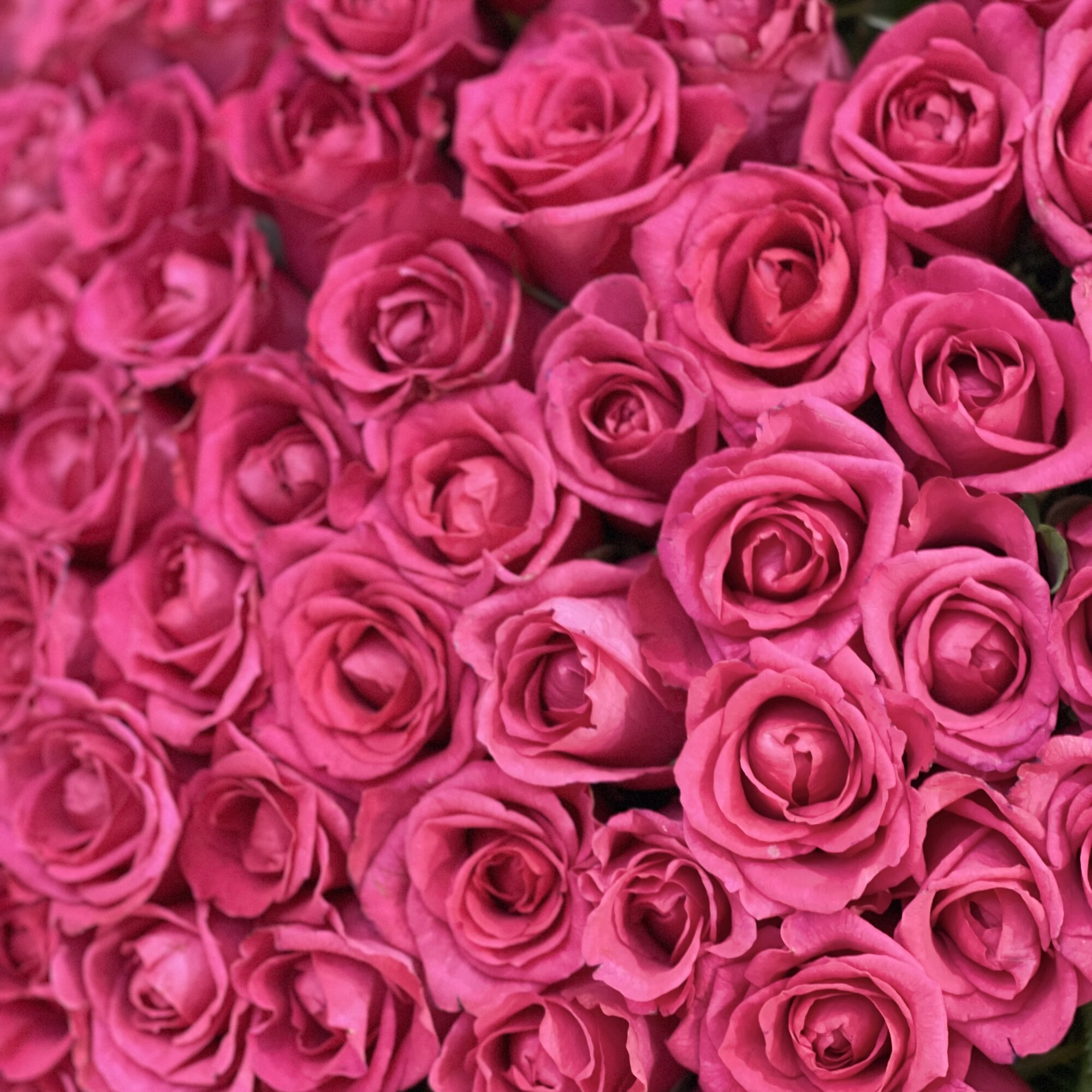 Букет из 101 розовой розы 50 см